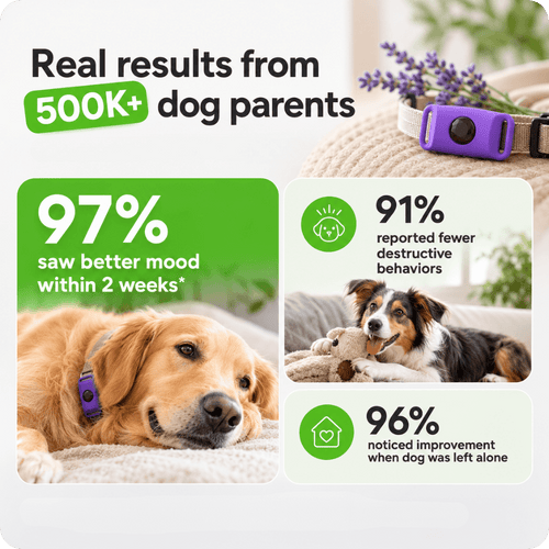 FurLife™ 1 Month Calm & Comfort Pendant