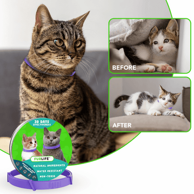 best flea collar for cats