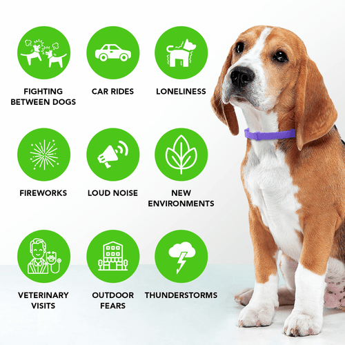 FurLife™ - Natural Pheromone Calming Collar