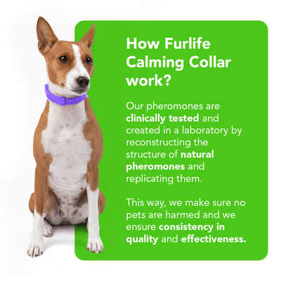 FurLife™ - Natural Pheromone Calming Collar