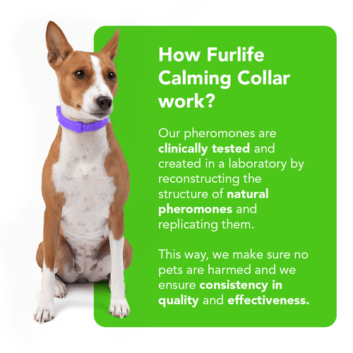 FurLife™ - Natural Pheromone Calming Collar